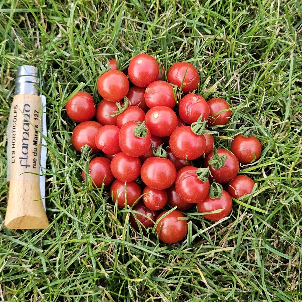 Tomate cerise Petit Moineau P8X8