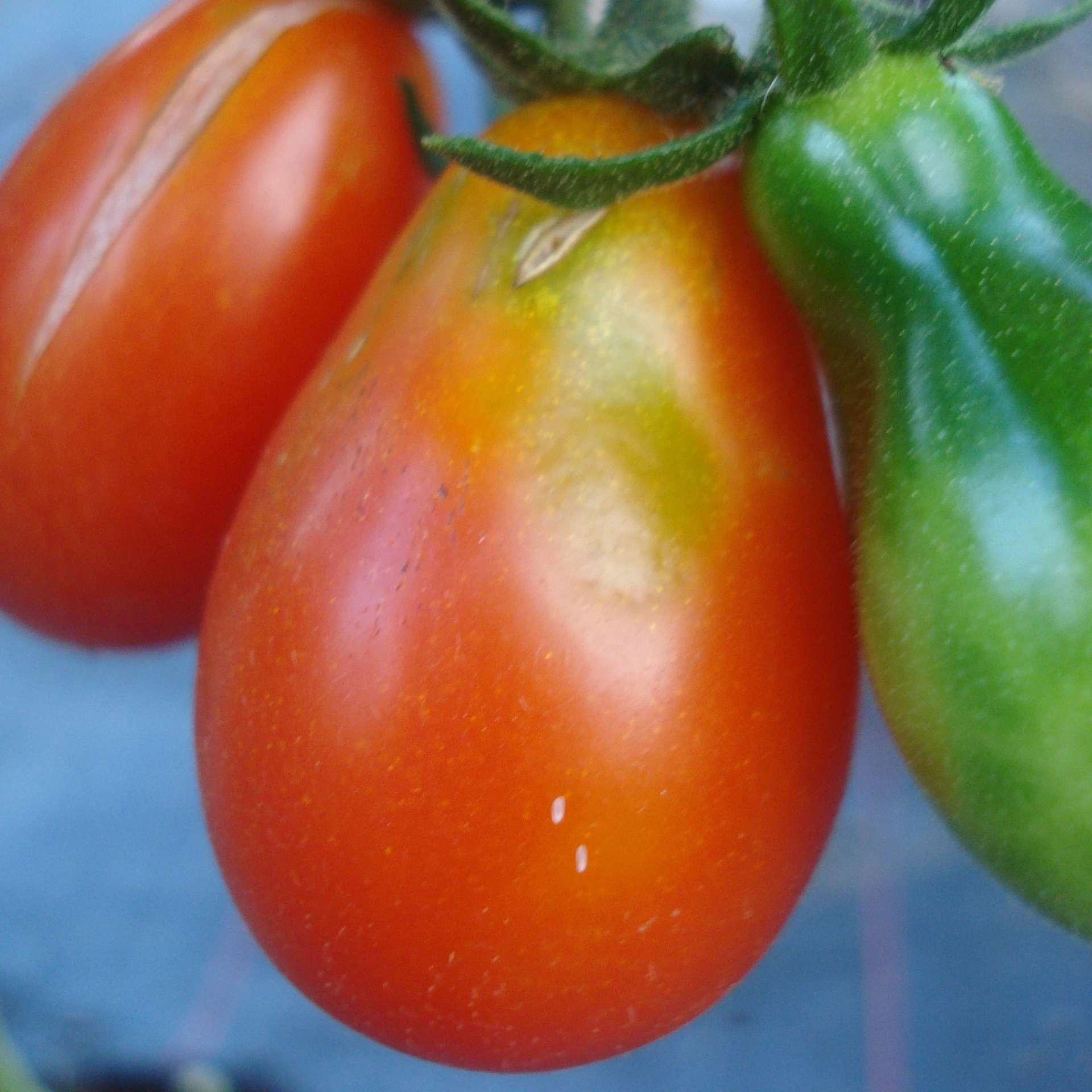 Tomate cerise Poire P8X8