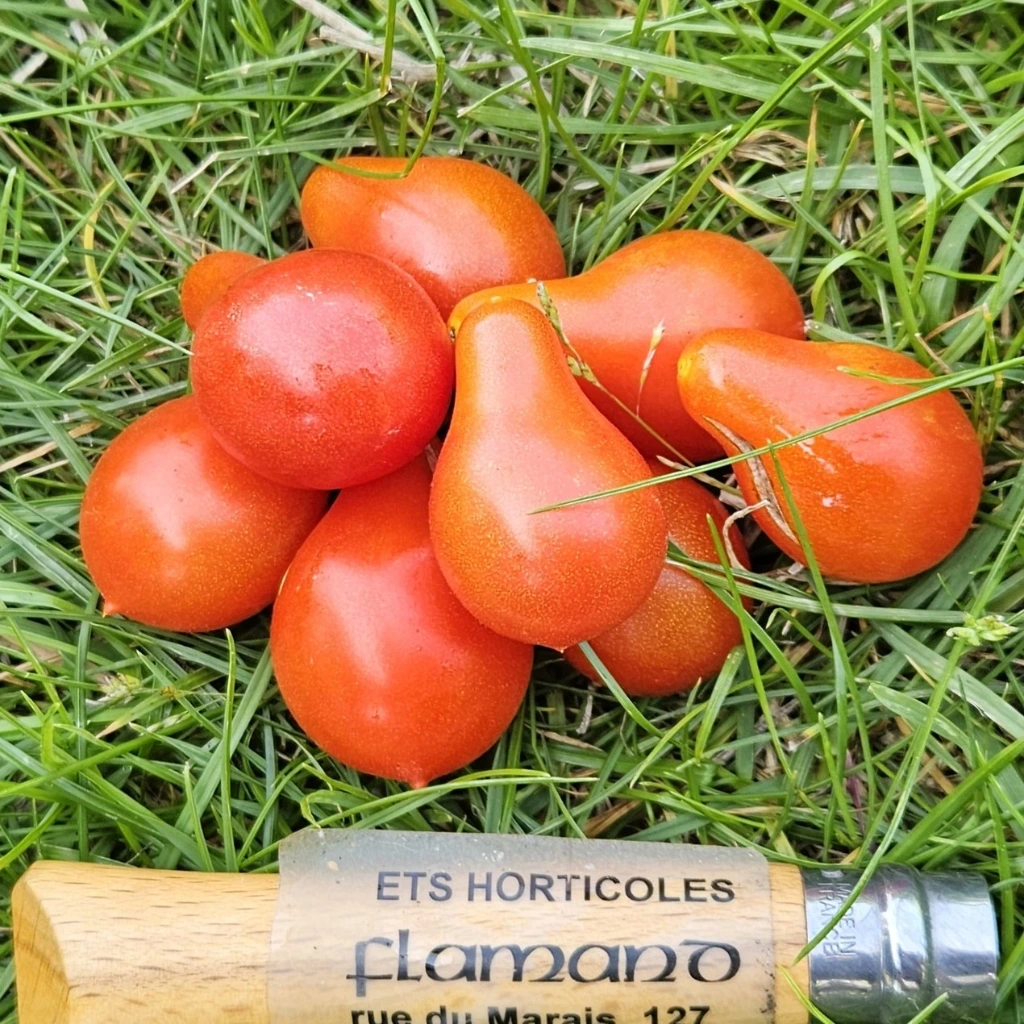 Tomate cerise Red Dwarf Romanian P8X8