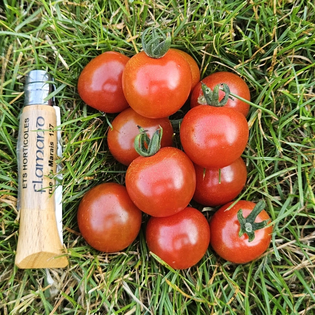 Tomate cerise Rubylicious F1 P9X9 TC