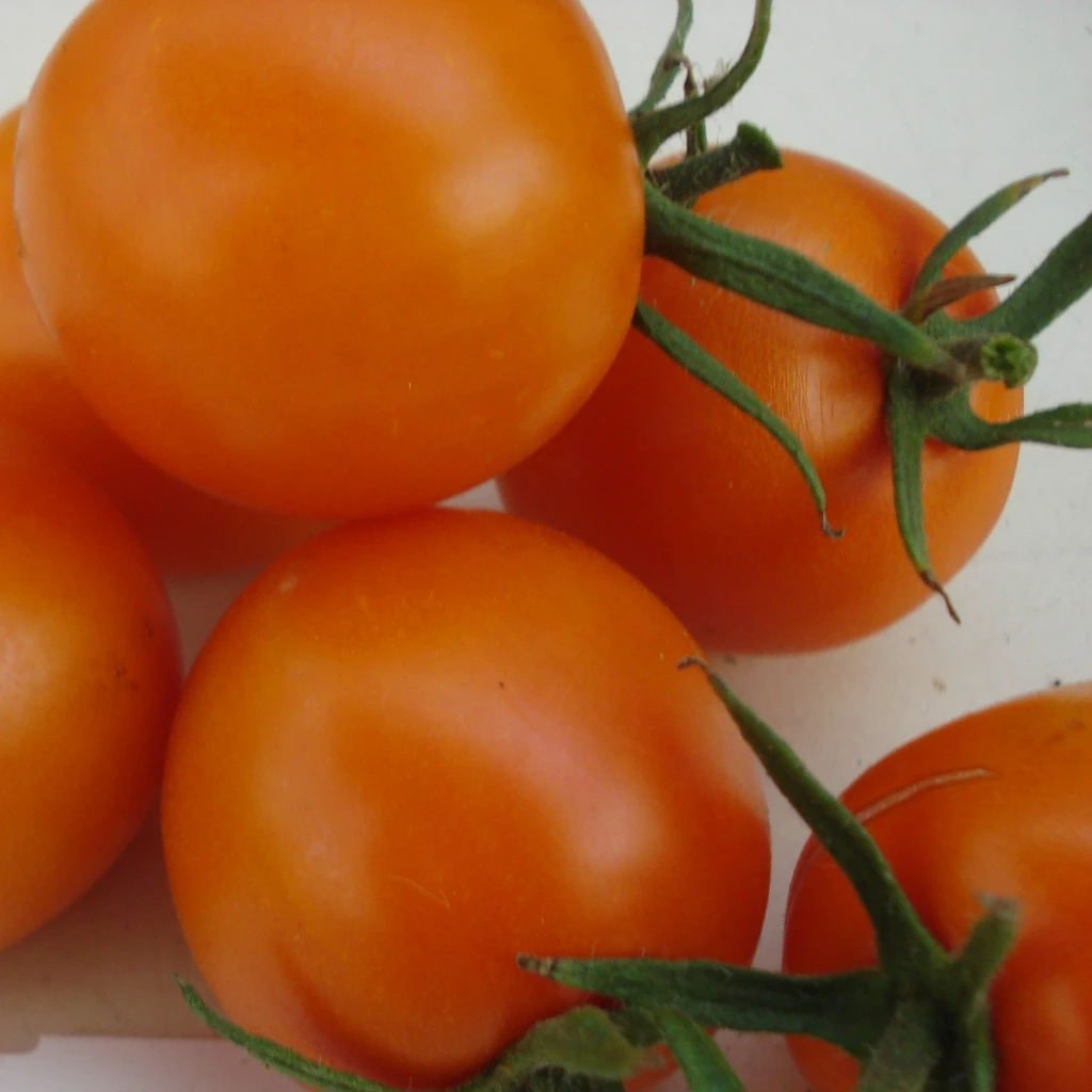 Tomate cerise jaune Sungold P8X8