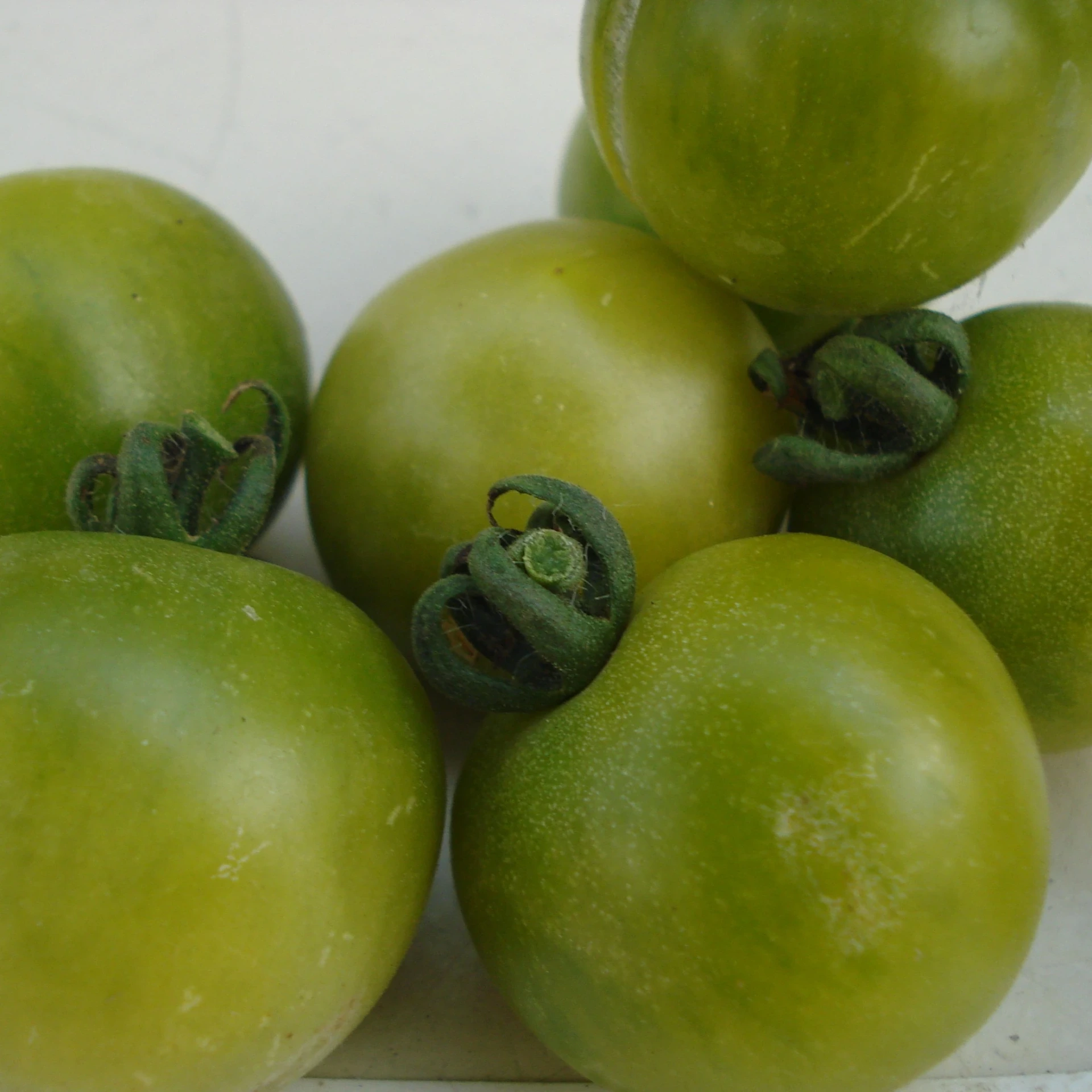 Tomate cerise verte Green Doktor Frosted P8X8