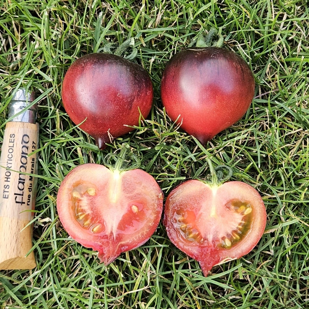 Tomate cocktail Joli Cœur P8X8