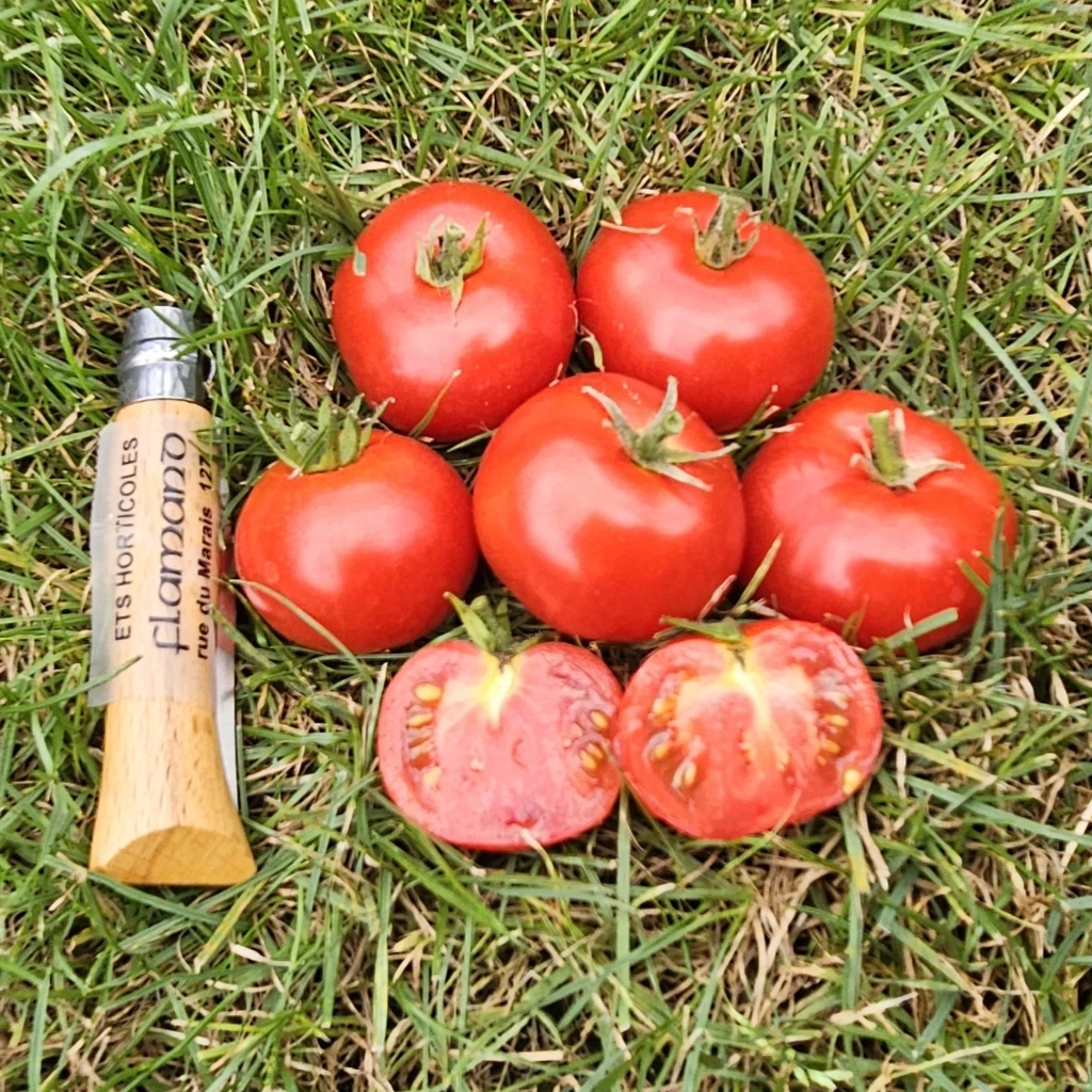 Tomate cocktail Joyau d'Idaho P8X8