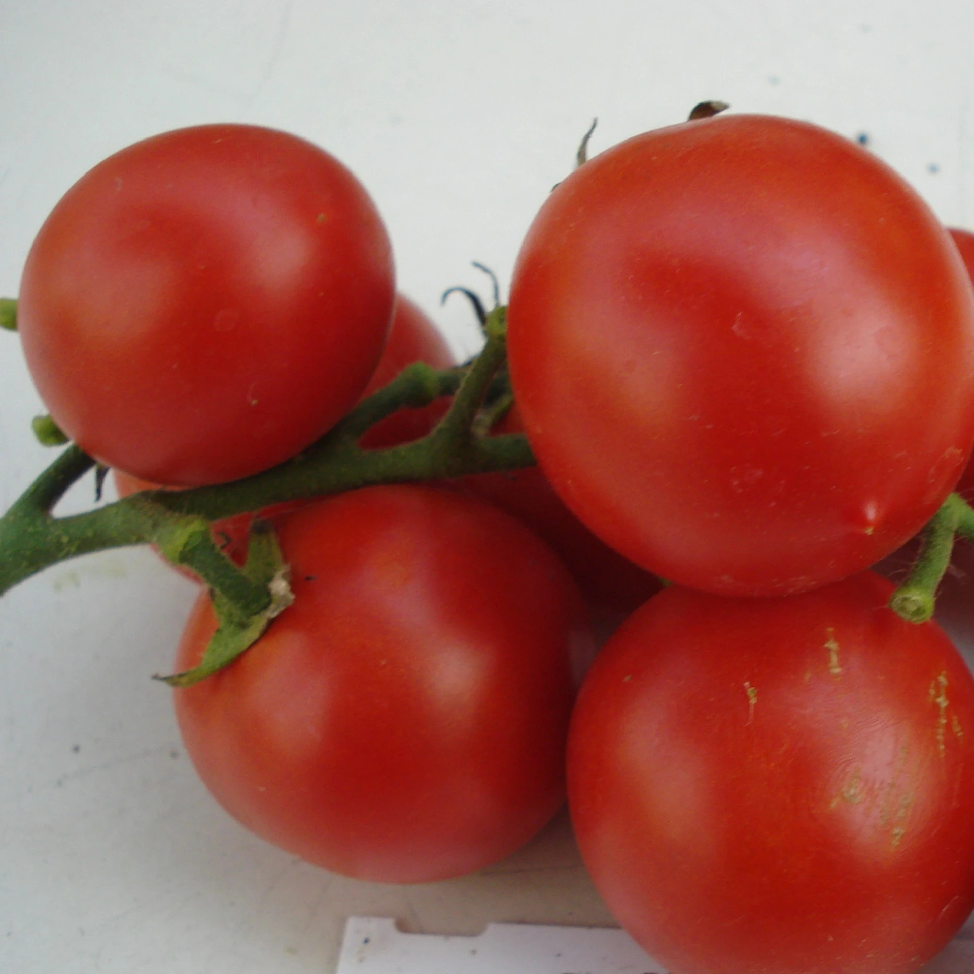 Tomate cocktail Maskotka P8X8