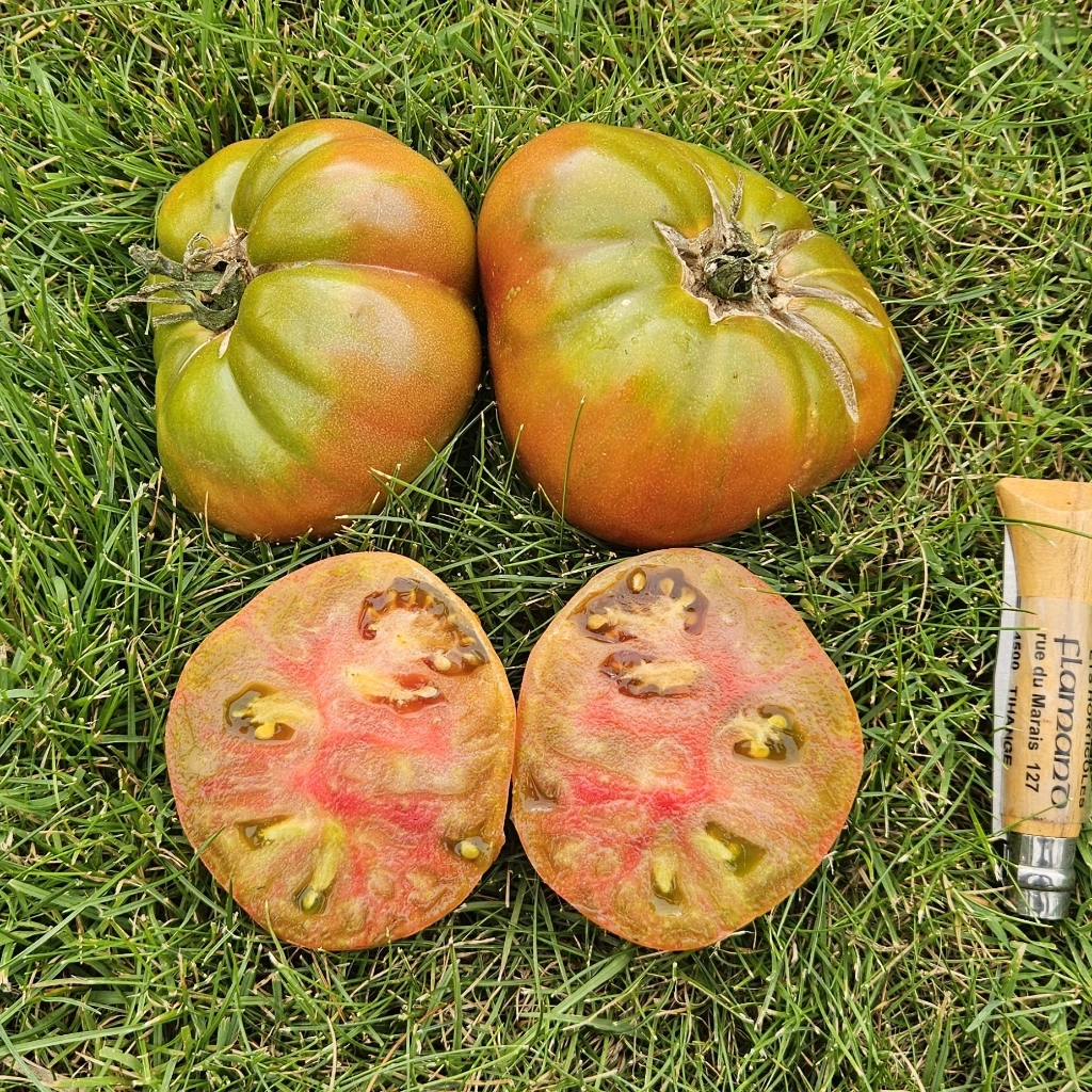 Tomate greffée Ananas noire P11X11