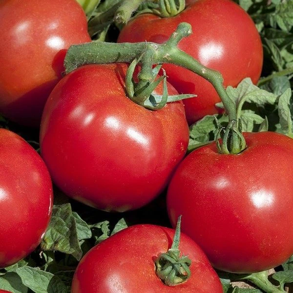 [533900] Tomate greffée Fantasio F1 P11X11