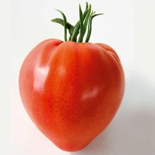 Tomate greffée Gourmandia F1 P11X11