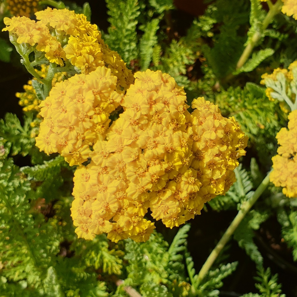 Achillea 'Little Moonshine'