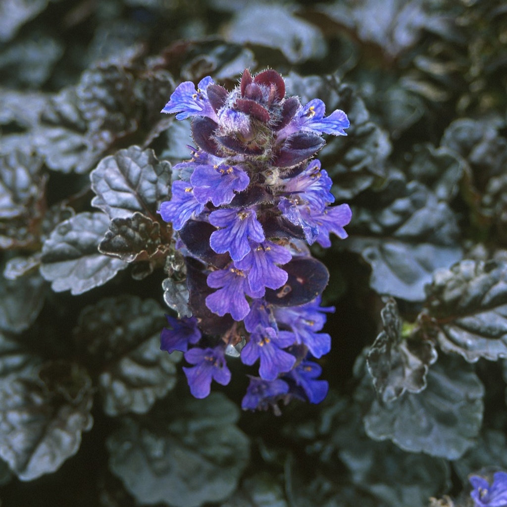 Ajuga reptans 'Black Scallop'®