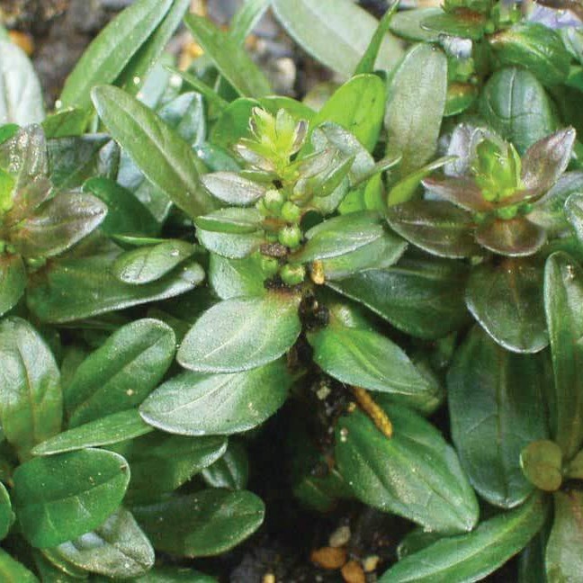 Ajuga reptans 'Chocolate Chip'