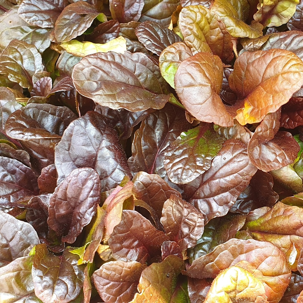 Ajuga reptans 'Mahogany'