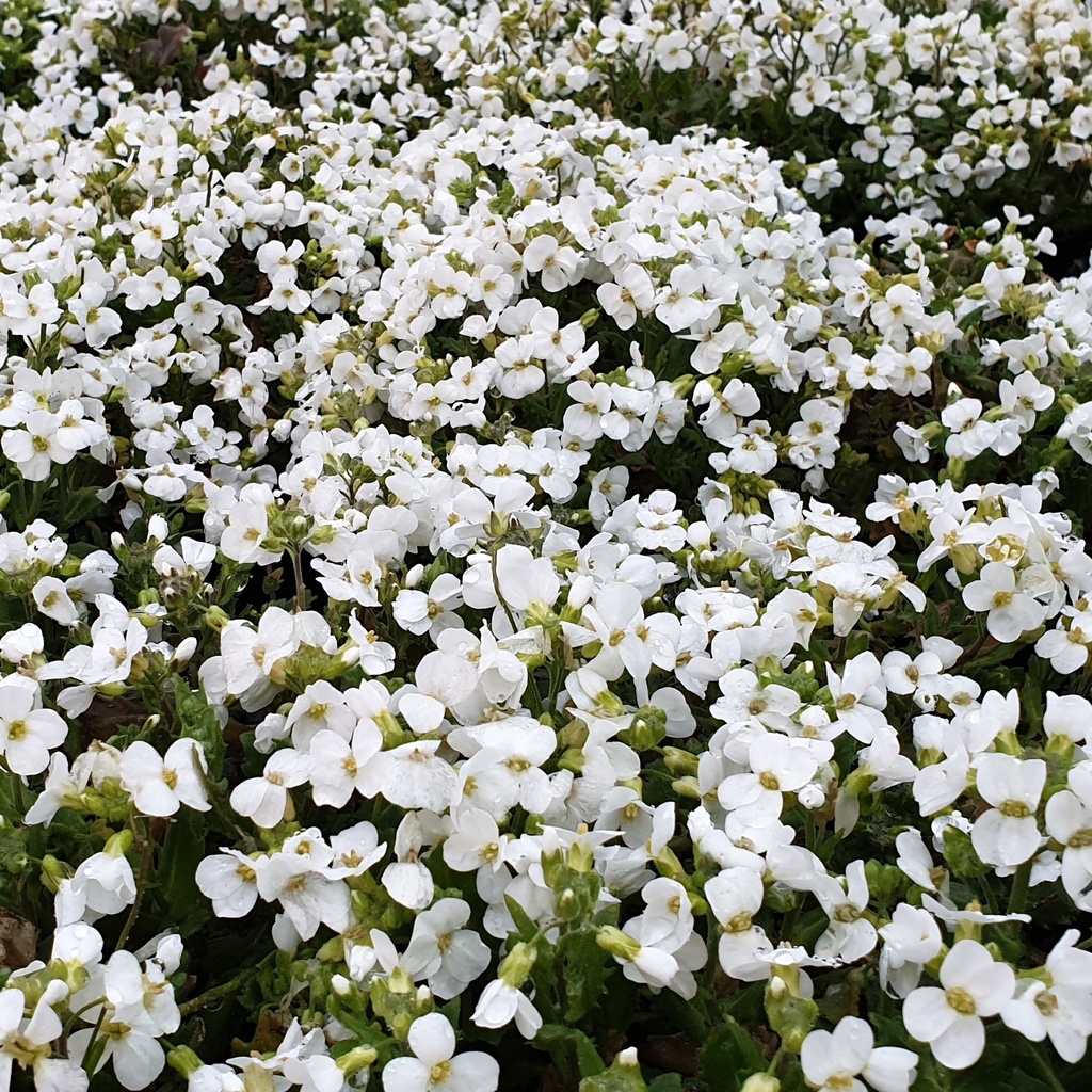 Arabis caucasica 'Catwalk White'