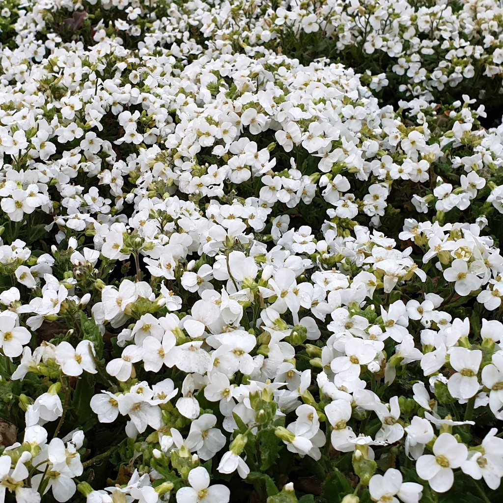 Arabis caucasica 'Little Treasure' White