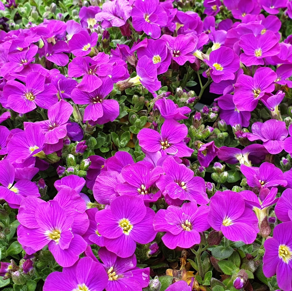 Aubrietia 'Chianti Purple®'