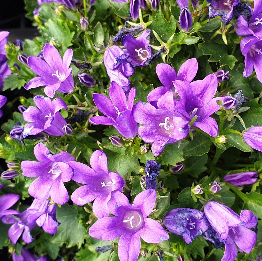 Campanula portenschlagiana sp.