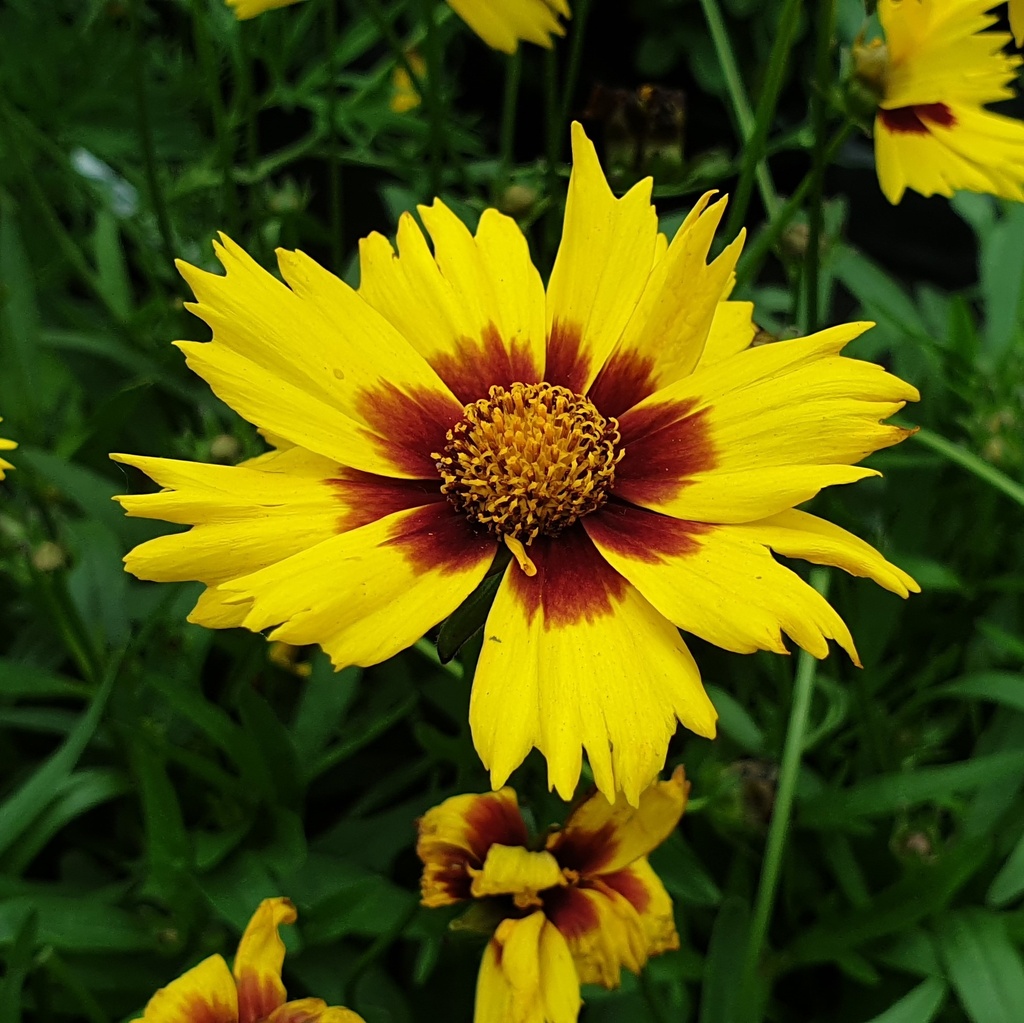 Coreopsis  grandiflora 'Heliot'