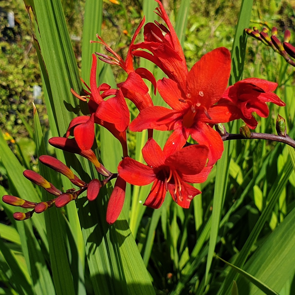 Crocosmia 'Lucifer'