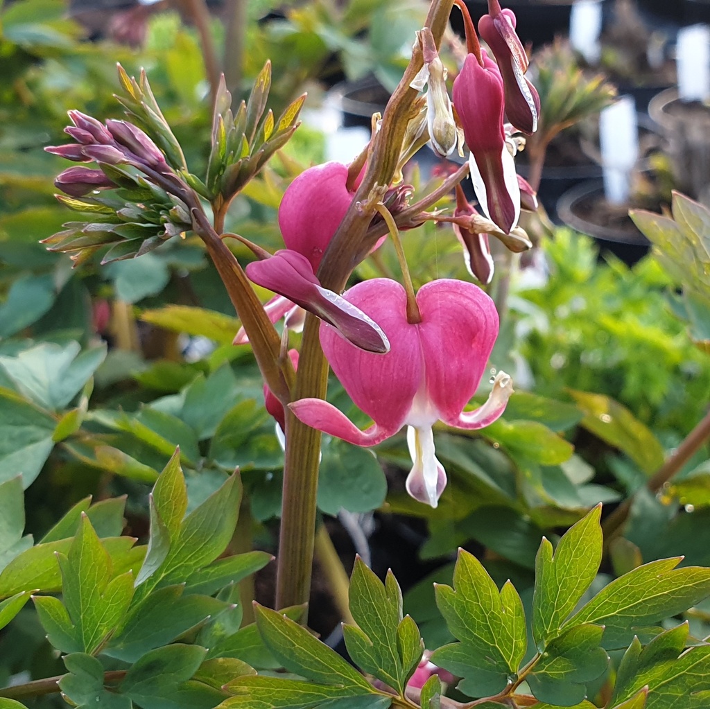 Dicentra  (Lamprocapnos) spectabilis
