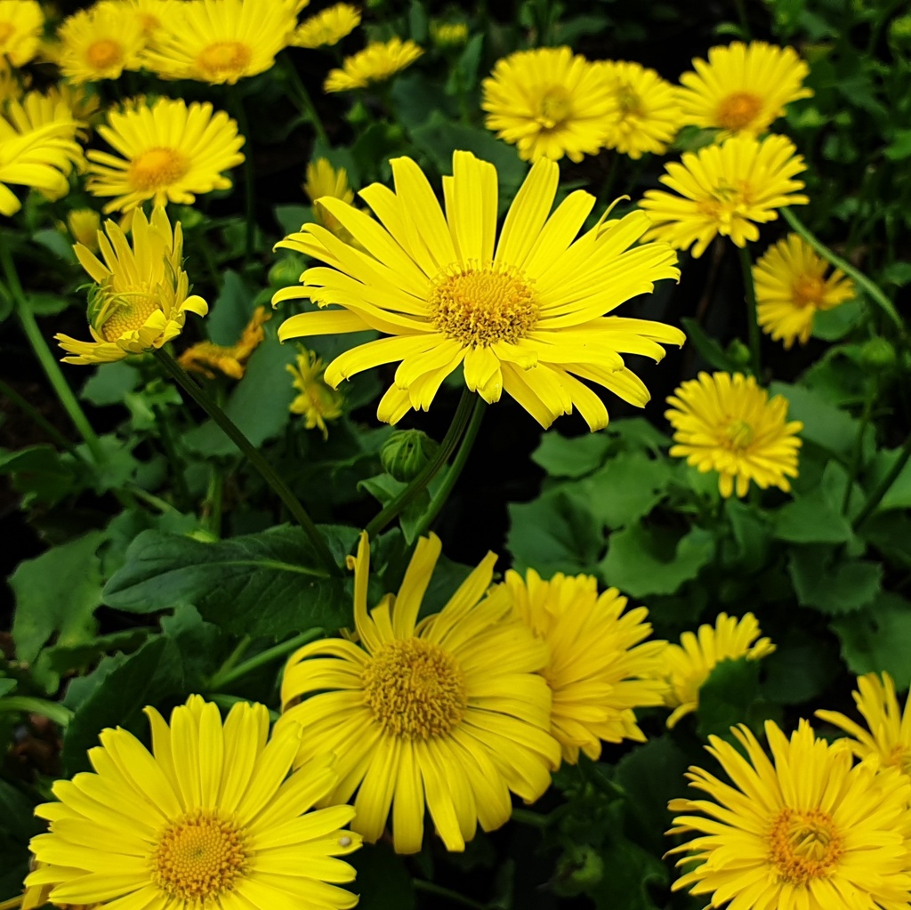 Doronicum orientale  'Little Leo'