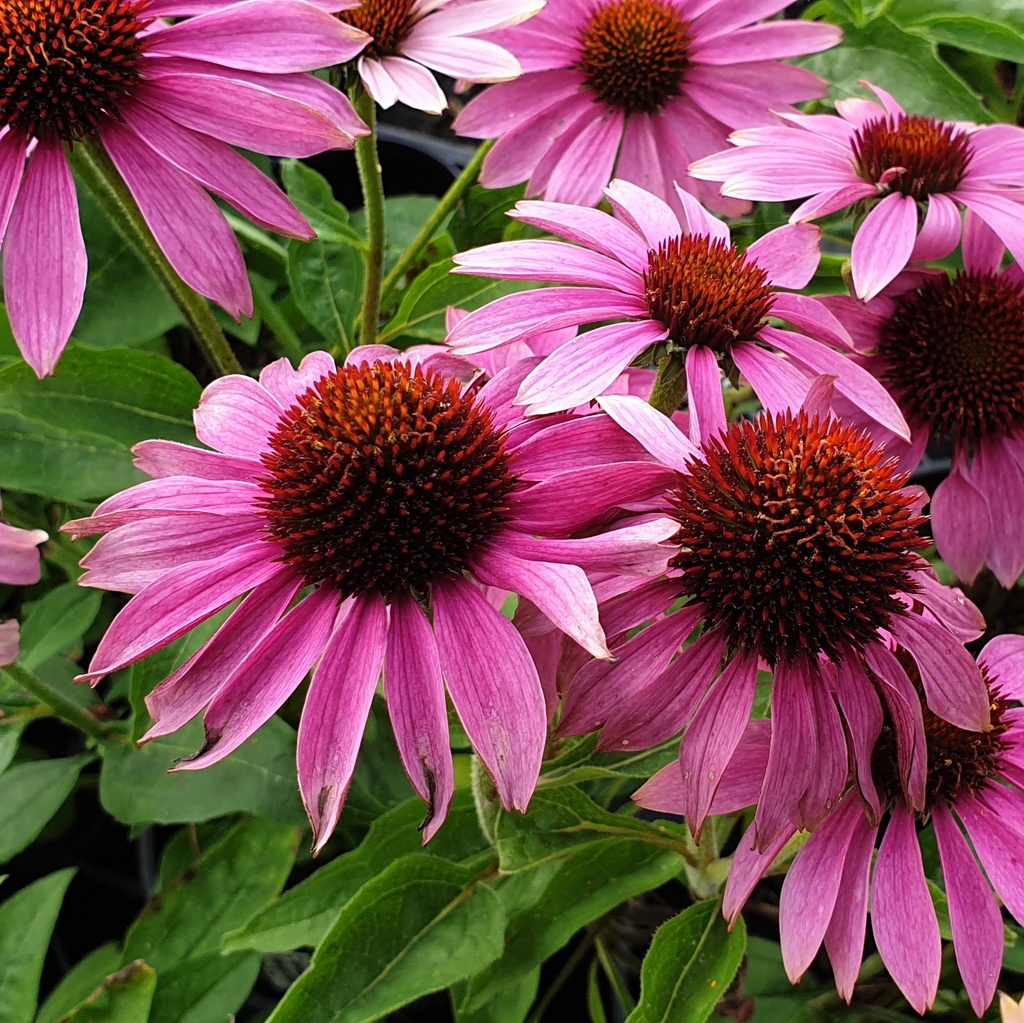 Echinacea  purpurea 'Prairie Slendor Rose Compact'