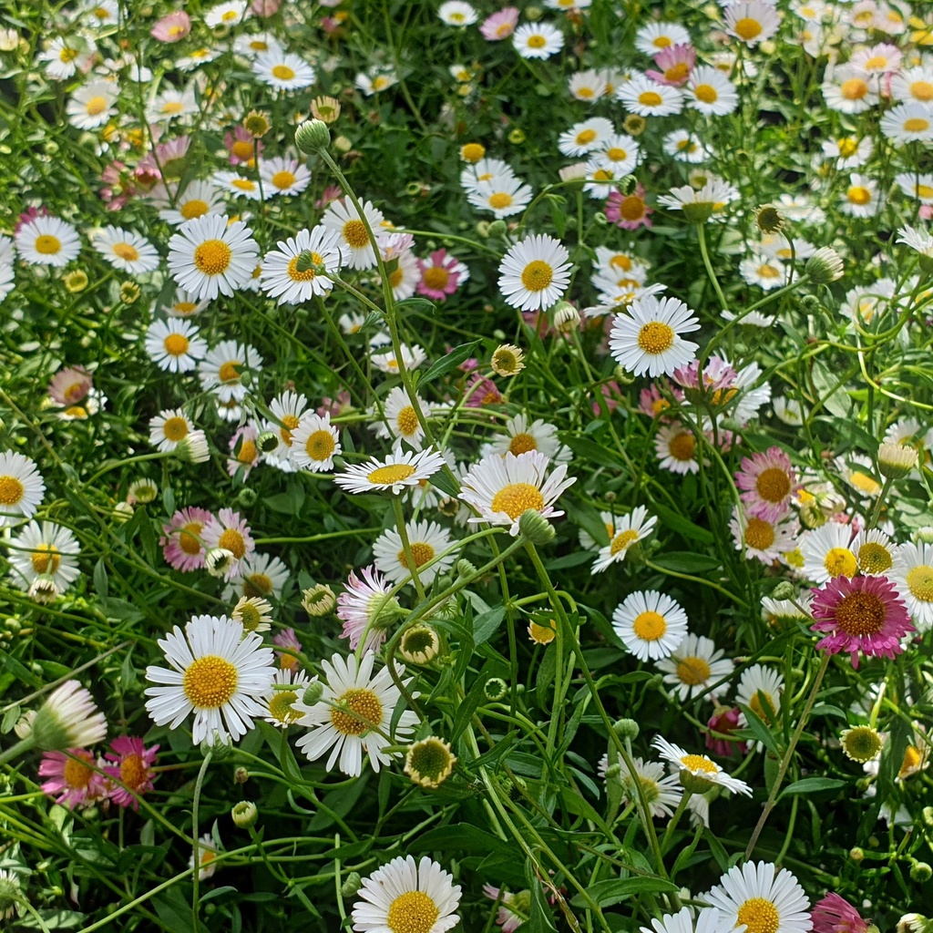 Erigeron karvinskianus