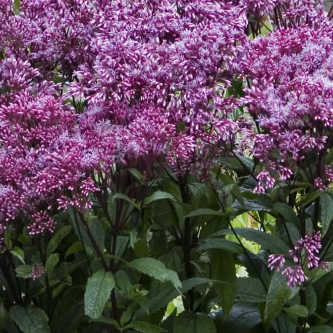 Eupatorium hybride 'Baby Joe'