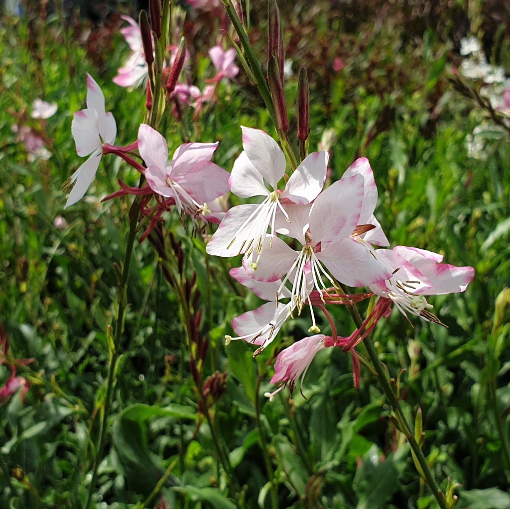 Gaura  lindheimeri 'Siskiyou Pink'