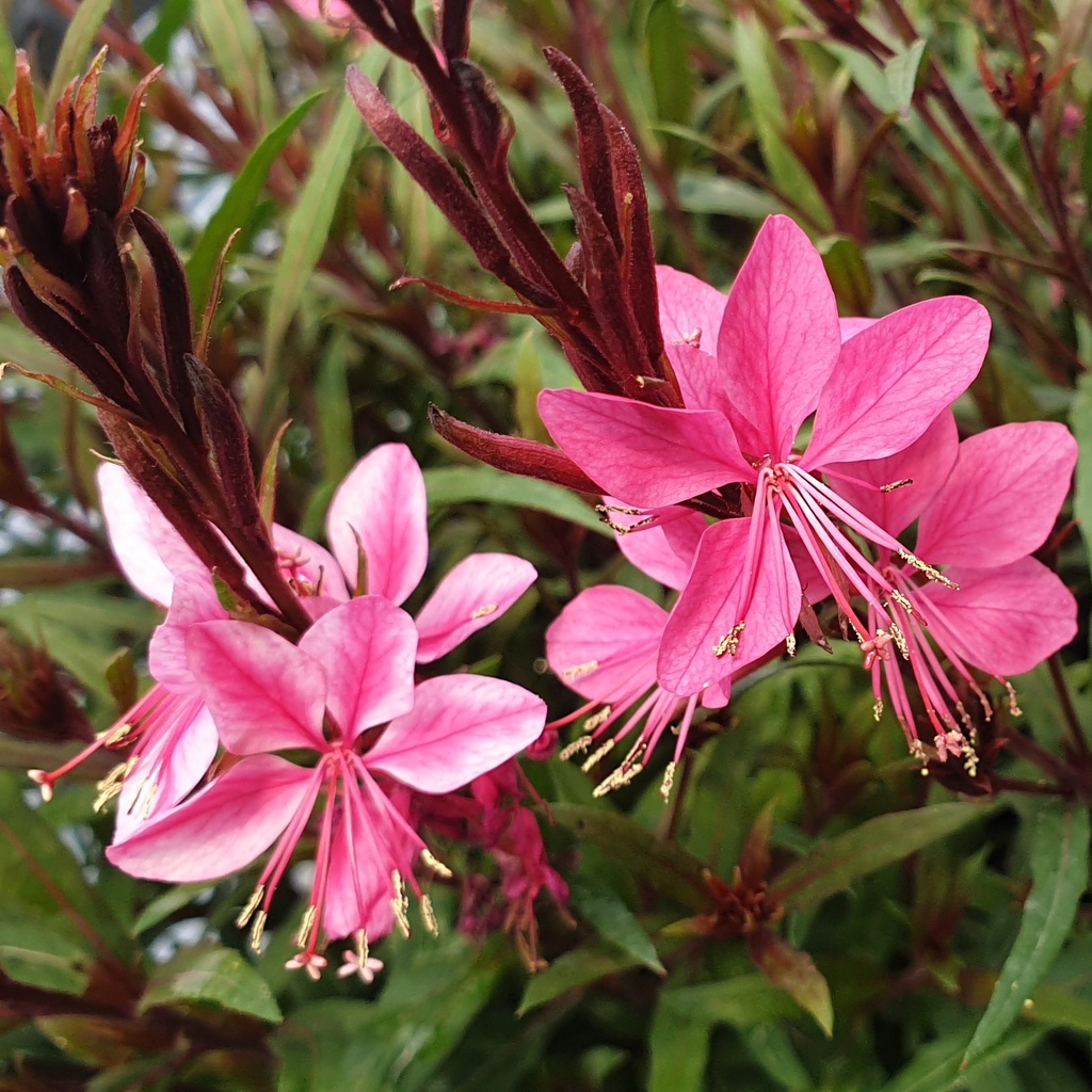Gaura Belleza Dark Pink