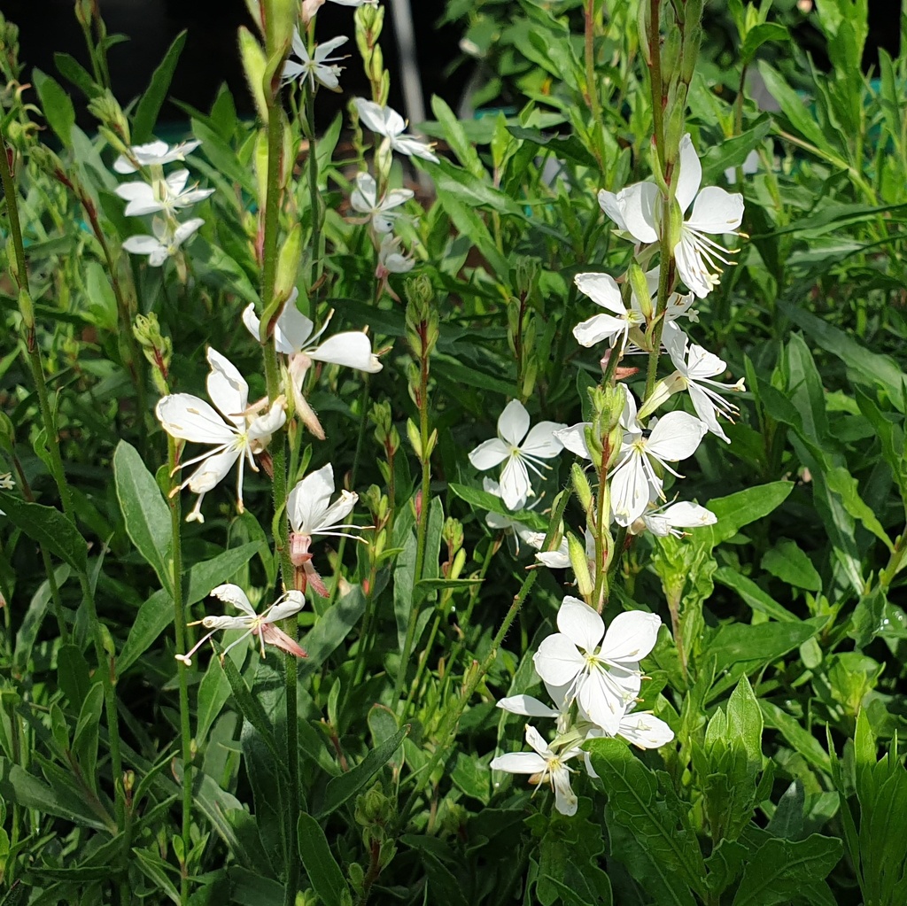 Gaura Belleza White