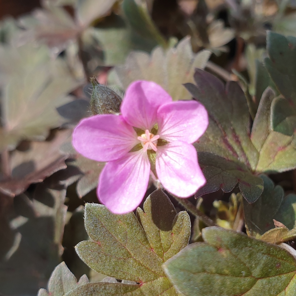 Geranium 'Bob's Blunder'