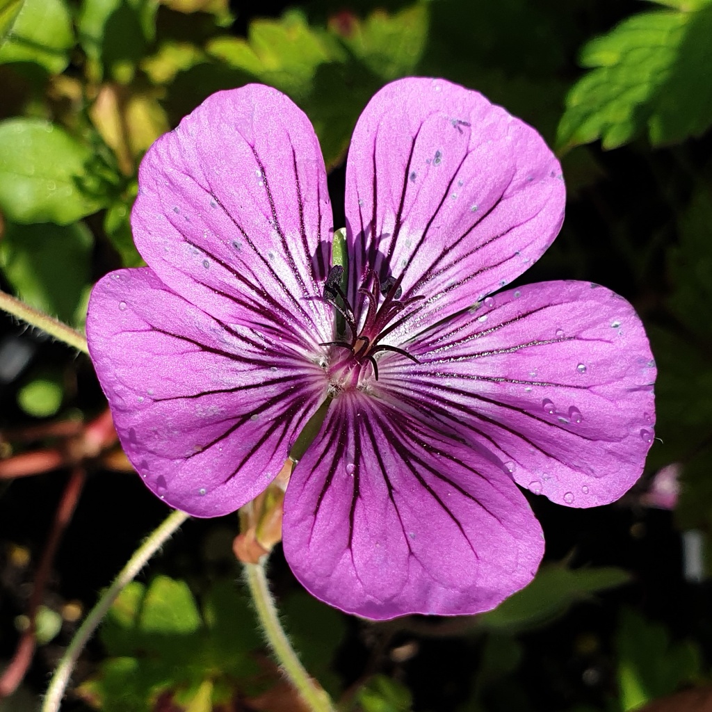 Geranium 'Pink Penny'