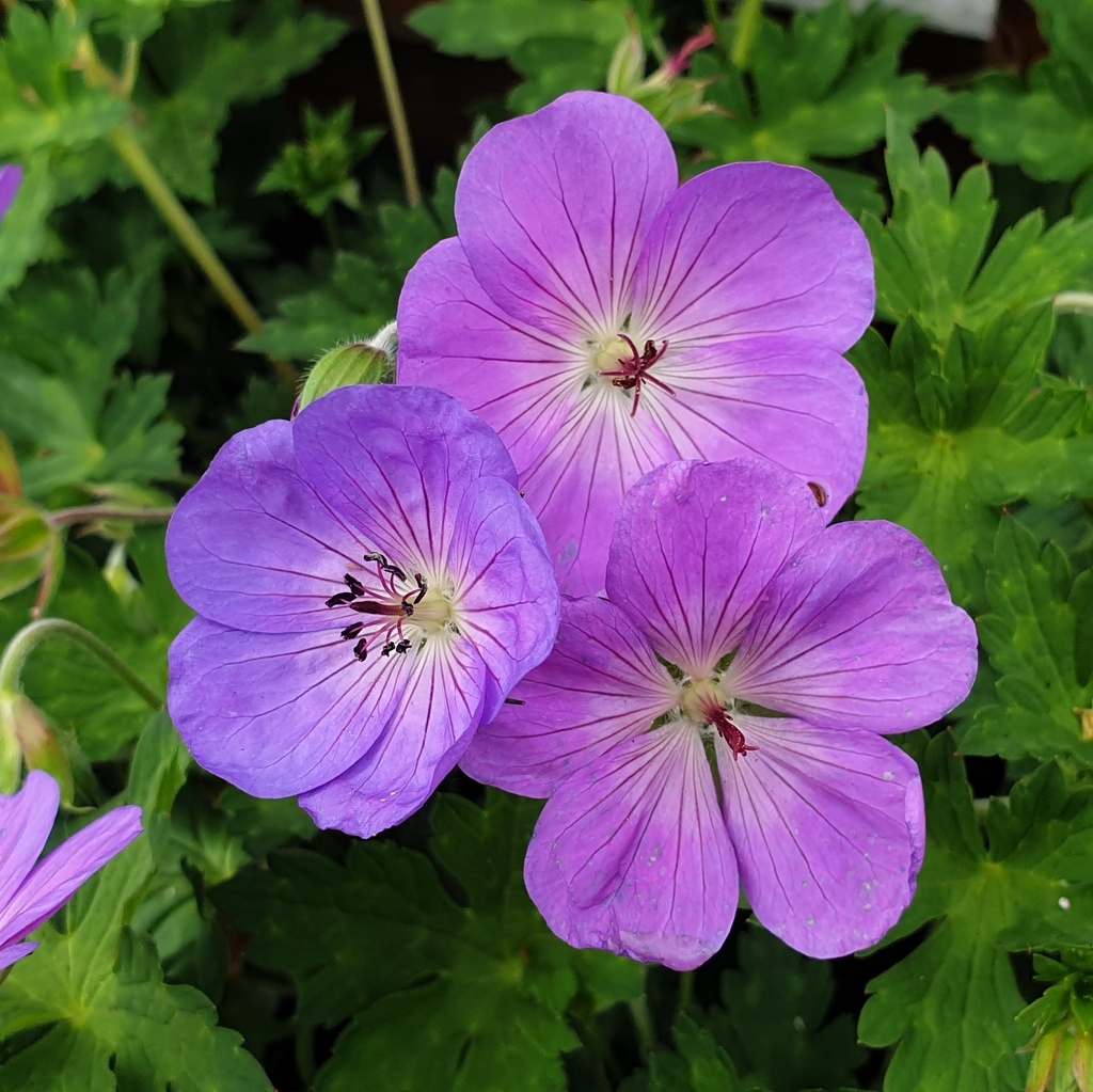 Geranium 'Rozanne'® ('gerwat'®)