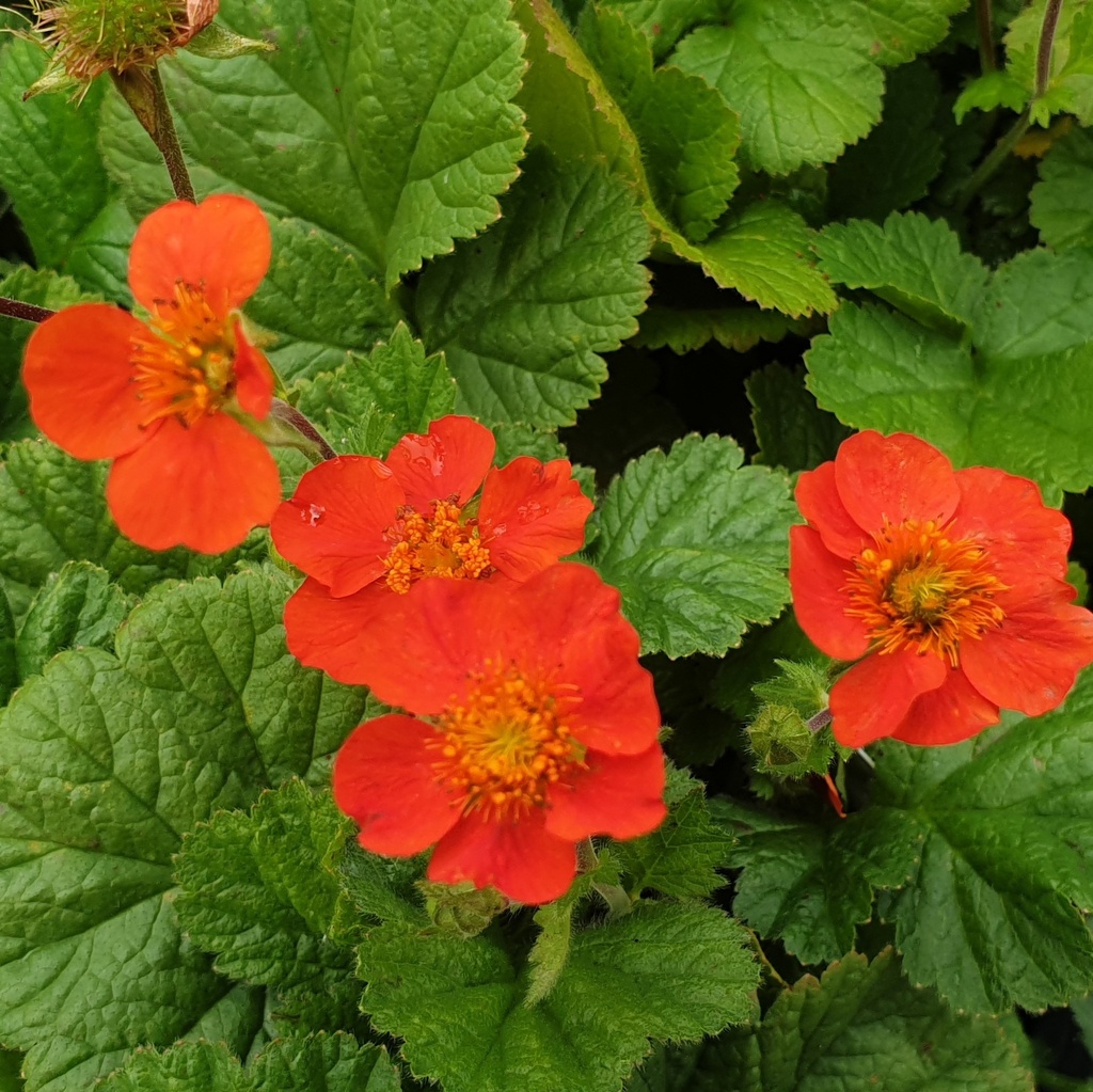 Geum coccineum 'Koi'