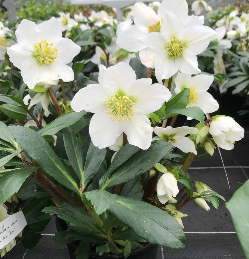 Hellebore niger 'Mont Blanc'