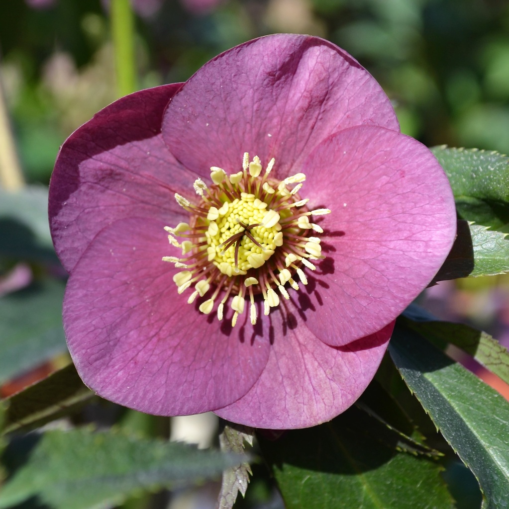 Hellebore orientalis 'Red'