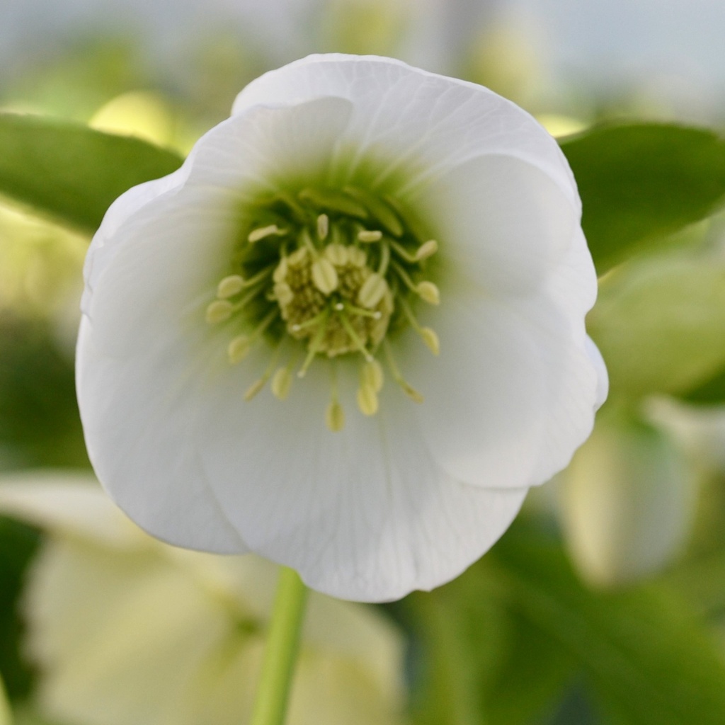 Hellebore orientalis 'White'