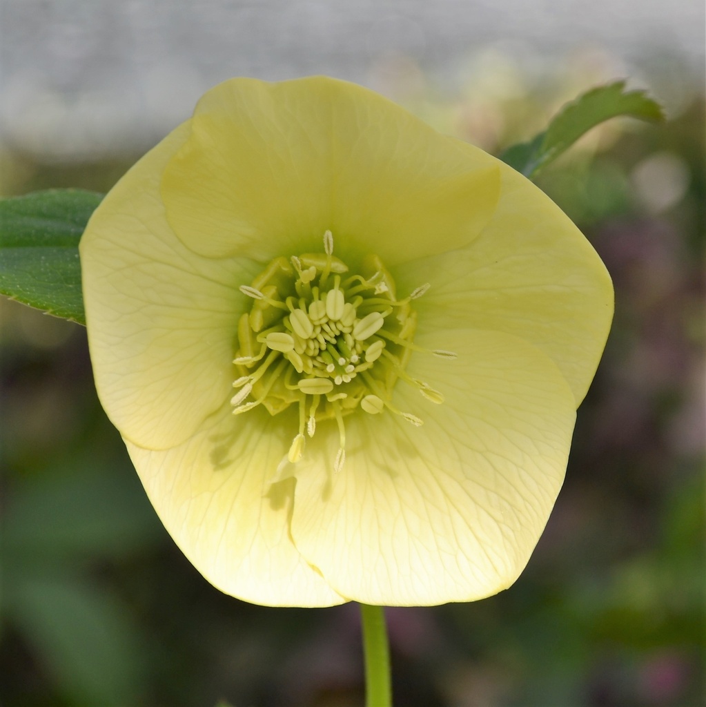Hellebore orientalis 'Yellow'