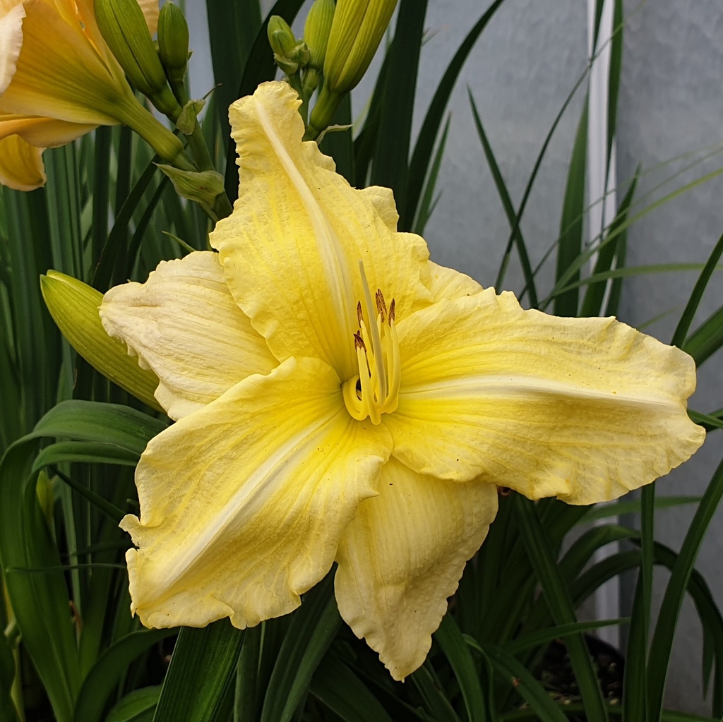 Hemerocallis 'Big Time Happy'