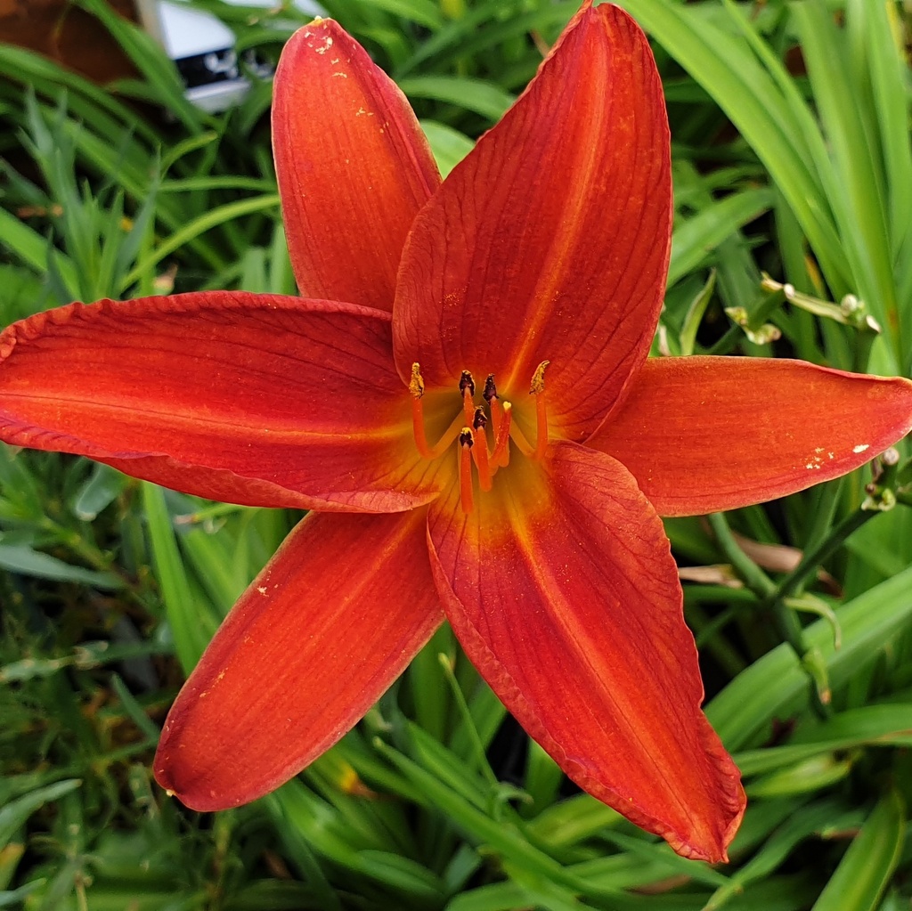Hemerocallis 'Red Precious'
