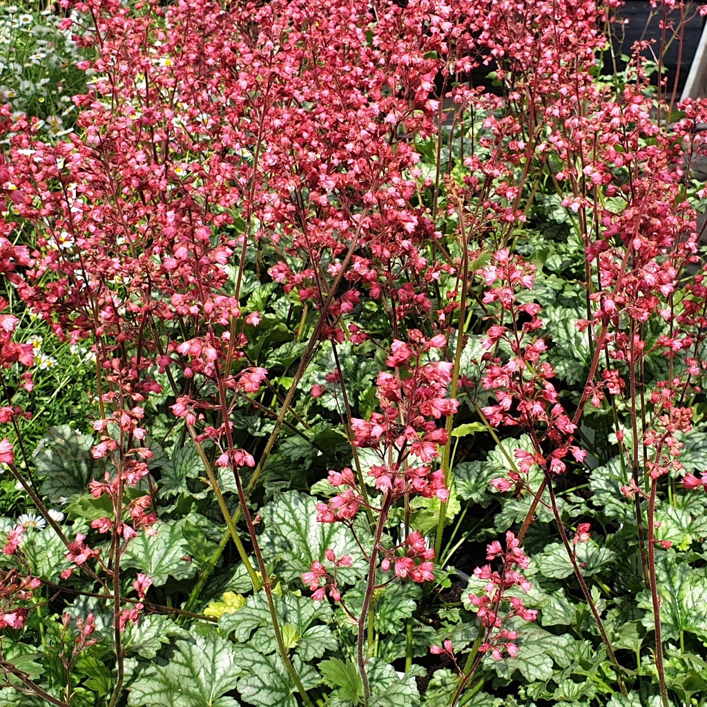 Heuchera 'Paris'®