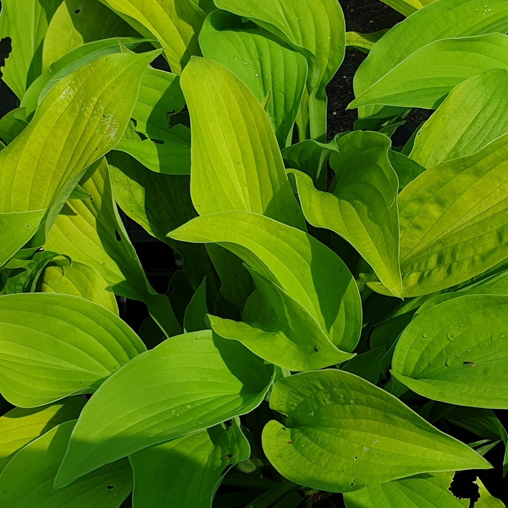 Hosta 'Birchwood Parky's Gold'