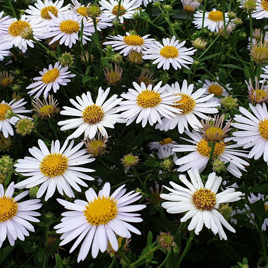 Kalimeris incisa 'Madiva'