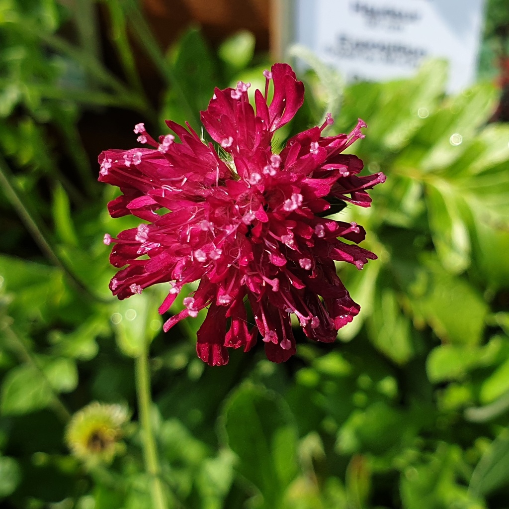 Knautia macedonica 'Mars Midget'