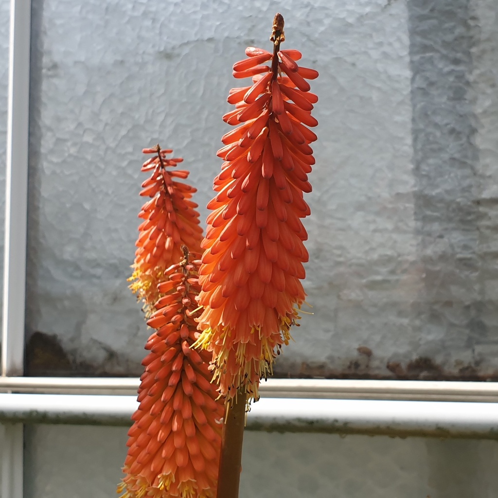 Kniphofia  uvaria