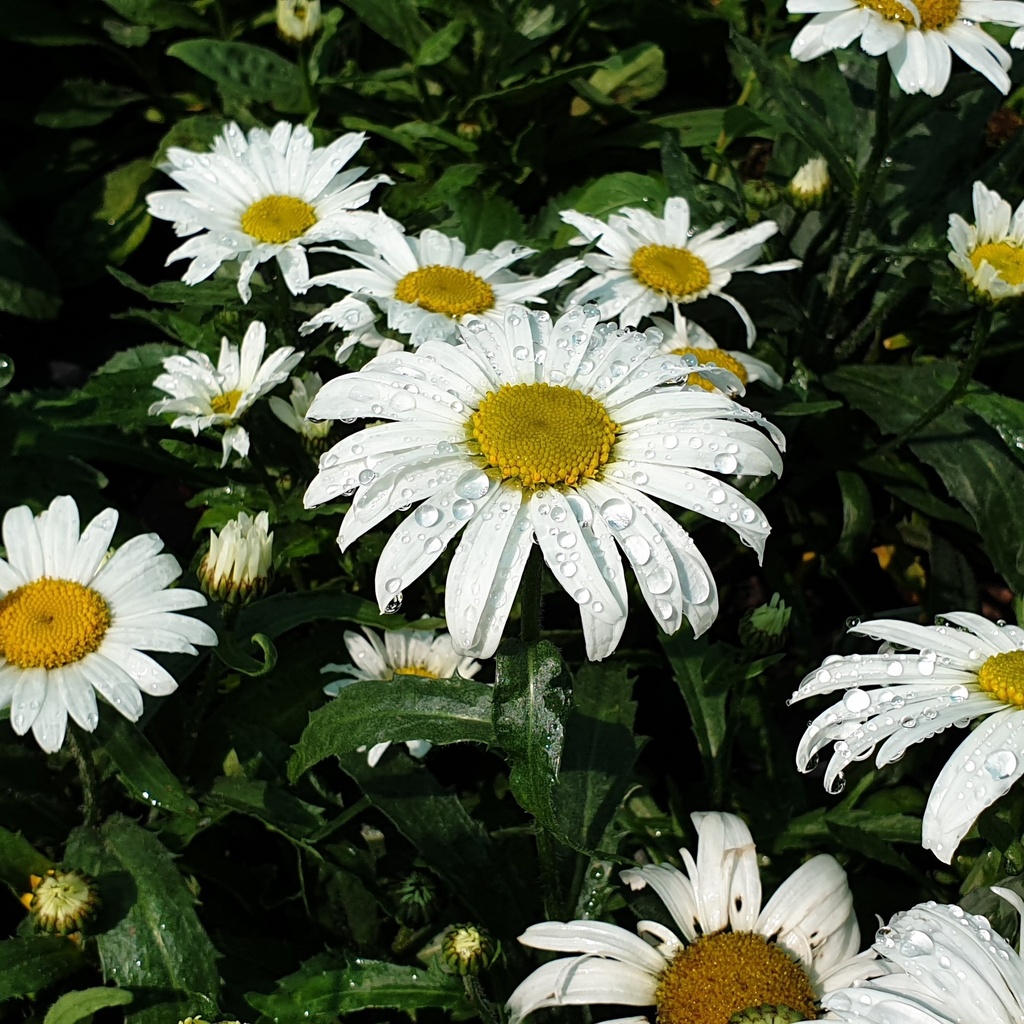 Leucanthemum superbum 'Polaris'