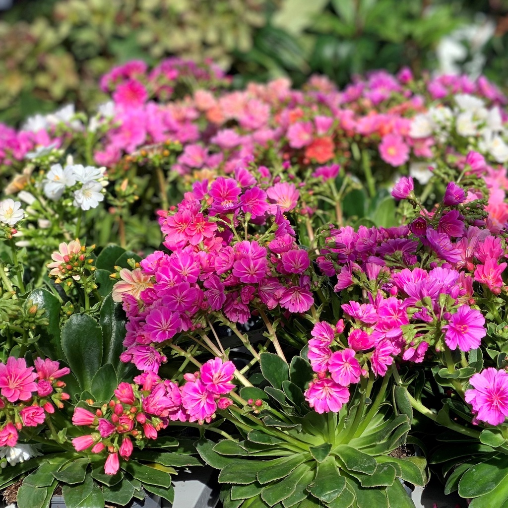 Lewisia cotyledon