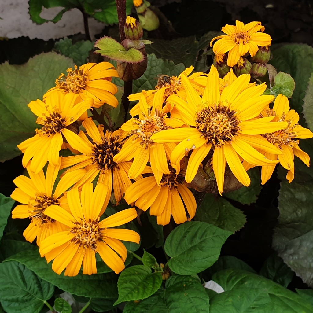 Ligularia dentala (clivorum) 'Othello'