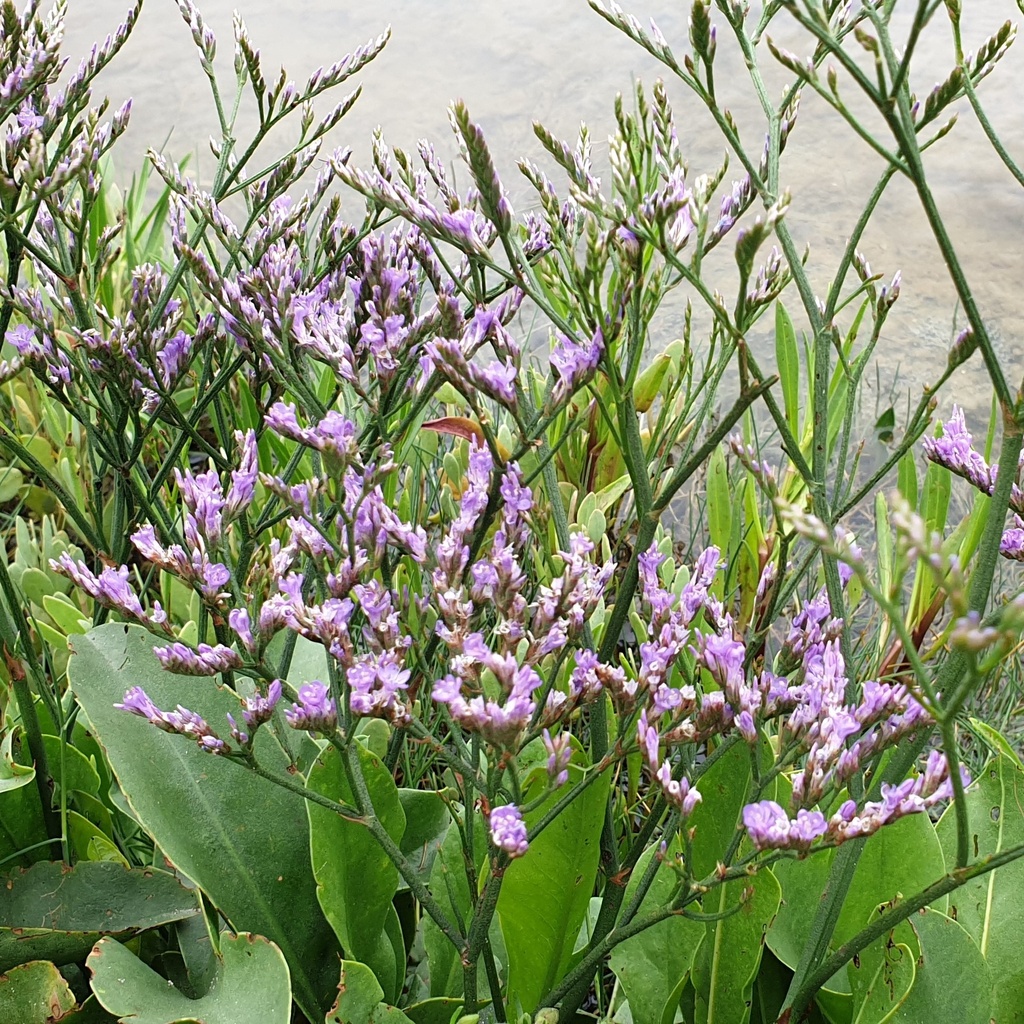 Limonium hybride 'Dazzle Rocks'