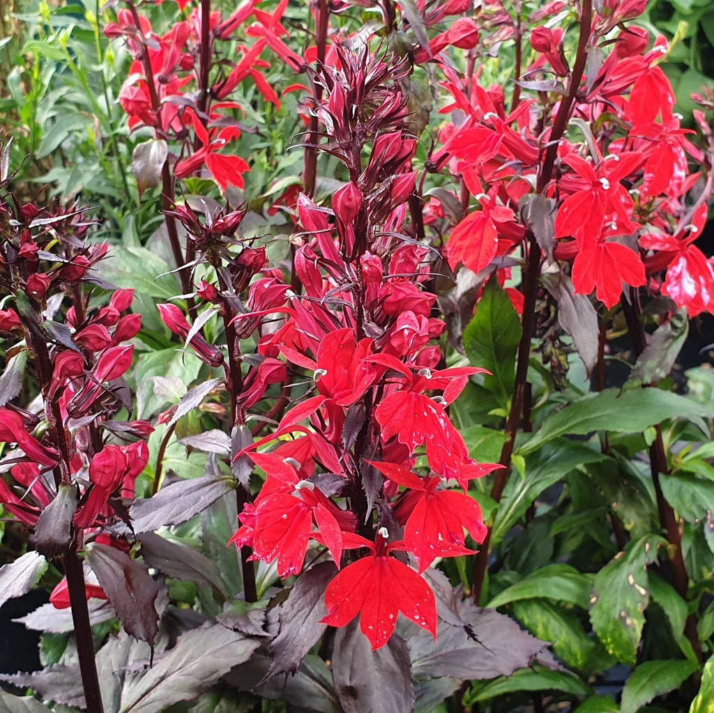 Lobelia speciosa 'Starship Deep Red'